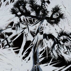 ミュージシャン Plastic Tree Photo Plastic Tree | Plastic Tree (album) - VMJ